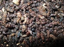 bat_droppings