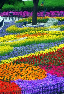 flowers