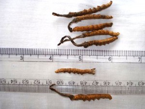Himalayan Viagra Yarsagumba, a mummified caterpillar and fungus, it heals and is an aphrodisiac