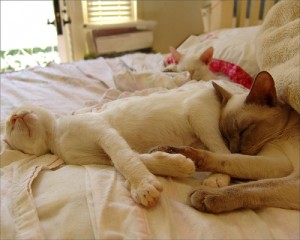 Cats on Bed - Pets can carry bacteria, disease and parasites, so sleeping with them is a risk.