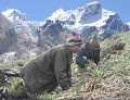Himalayan Viagra - Men Picking Yarsagumba