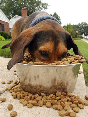 Dog eating - if dogs and cats are overfed they are more likely to contract arthritis and disease, and die sooner.