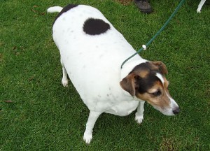 Fat overweight dog - Pets can't control their diets. Pet owners have to do it for them.