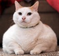 Fat overweight cat - Pets are becoming fatter, just like their American owners.