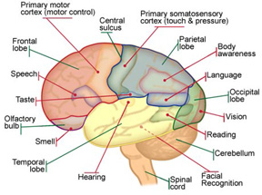 Brain - Requip is a Parkinson's medication that activates dopamine receptors in the brain.