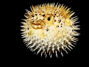 pufferfish