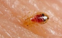 Bedbug feeding on blood, Bedbug bites, Bedbug nymph feeding