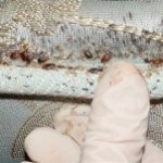 Bedbug mattress, Bedbug waste, finding bedbugs, killing bedbugs,