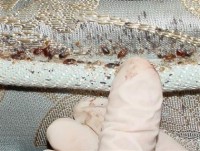 Bedbug mattress, Bedbug waste, finding bedbugs, killing bedbugs,