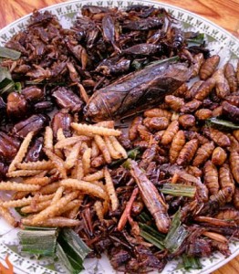 Eating maggots, eating mealworms, tasty bugs, delicious insects, gross foods