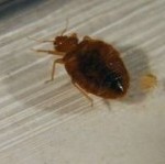 Students were exposed to bed bugs in Penn State's Curtin Hall.