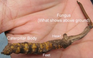 close up catepillar fungus