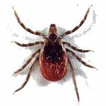 Tick, Disease, Babesiosis, illness, deer tick