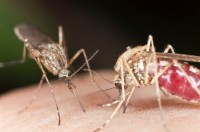 malaria, mosquitoes, illness, disease, insect bites