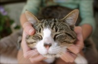 Pets, Stress, Relaxation, Dogs, Cats
