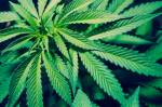 New pot-infused pot products are on the market.