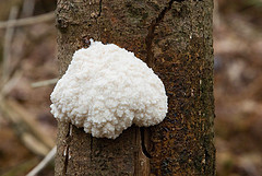 Every slime mold species is different, but the more we learn about these organisms the more interesting traits we observe.
