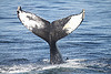 Many species of whales have been endangered ever since the over-hunting of the last two centuries. And now, we're not giving them the chance they need to rebound.