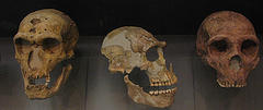 These skulls belong to Neanderthals, the closest relatives to the human lineage. In fact, many of us contain the transference of Neanderthal DNA from interbreeding.