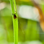 Take steps to avoid tick bites.