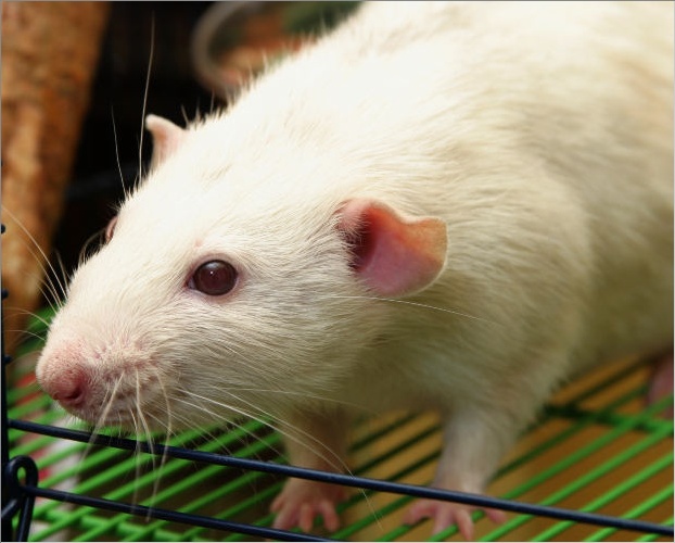 Microspheres of nitric oxide improved erectile function in rats for three weeks.