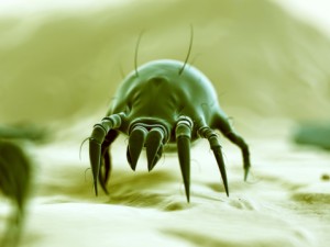 Invisible to the naked eye, the tiny dust mite (shown here in a microscopic view) is one of the biggest offenders when it comes to indoor allergens, which attack not only seasonally but year-round. 