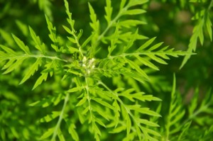 The ubiquitous ragweed takes the blame for the lion's share of seasonal allergies, although it is only one of many outdoor and indoor allergens that can trigger allergic attacks.