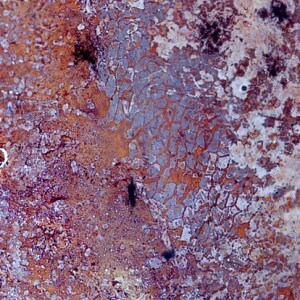 Squamous cell carcinoma targets the squamous epithelium that makes up part of the body's connective tissue, including skin and the delicate linings of oral cavities. Shown here is a cross-section of a stratified squamous epithelium.