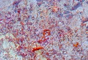 Squamous cells make up much of the epidermis, our outermost layer of skin, as well delicate tissues lining the mouth, throat, and other body cavities. Shown here is a magnified cross-section of a squamous cell.