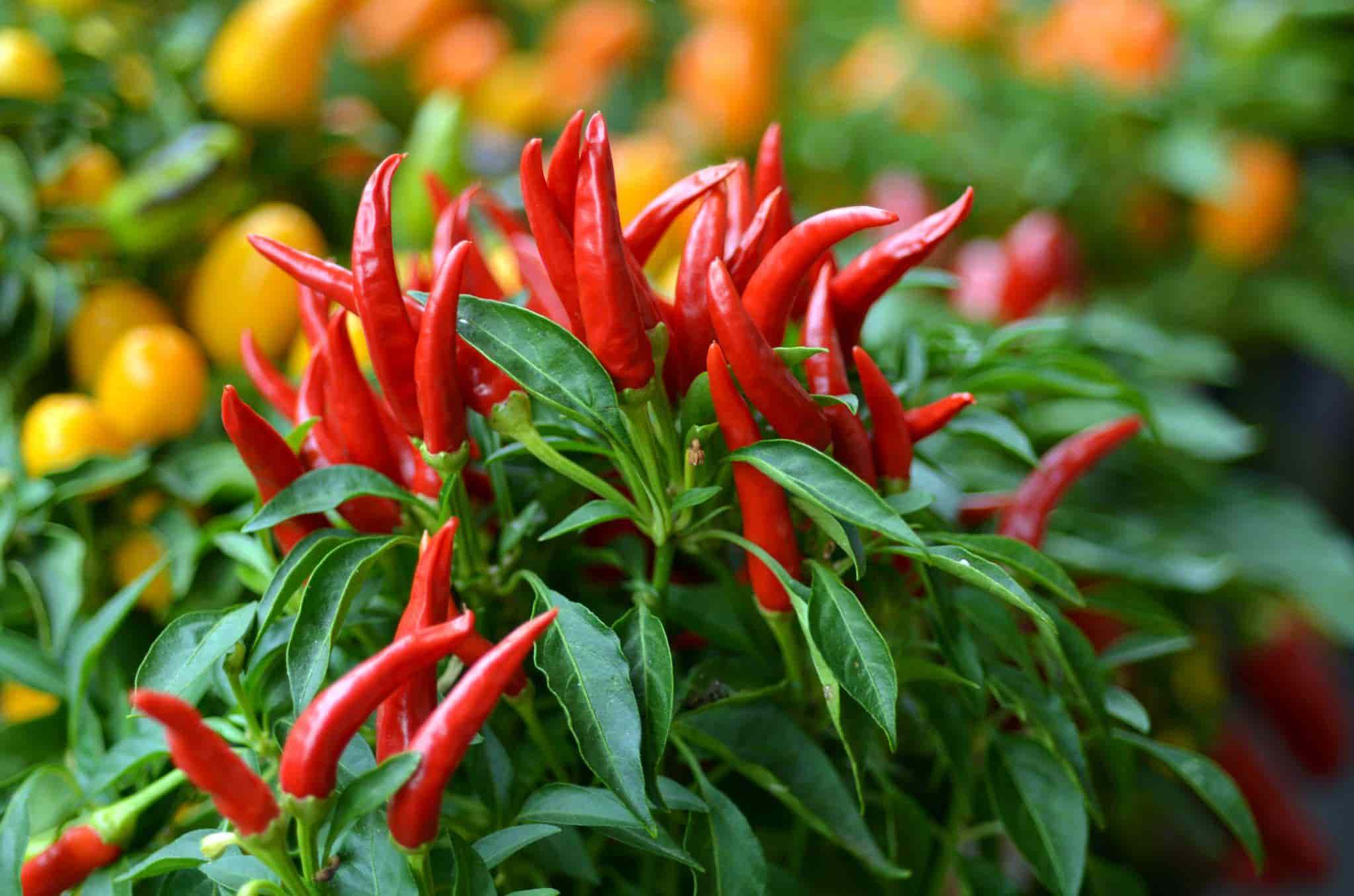 Chili peppers