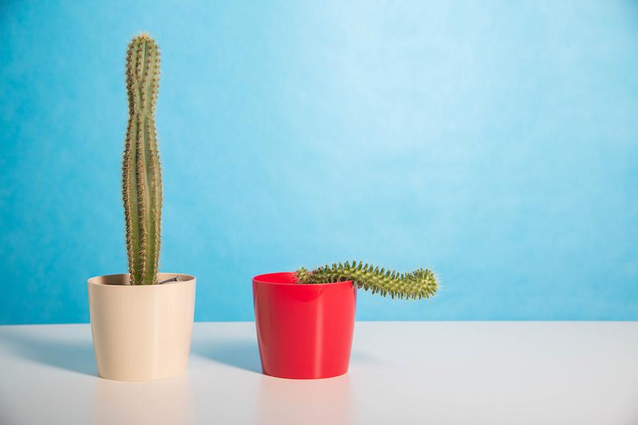 cacti representing erections
