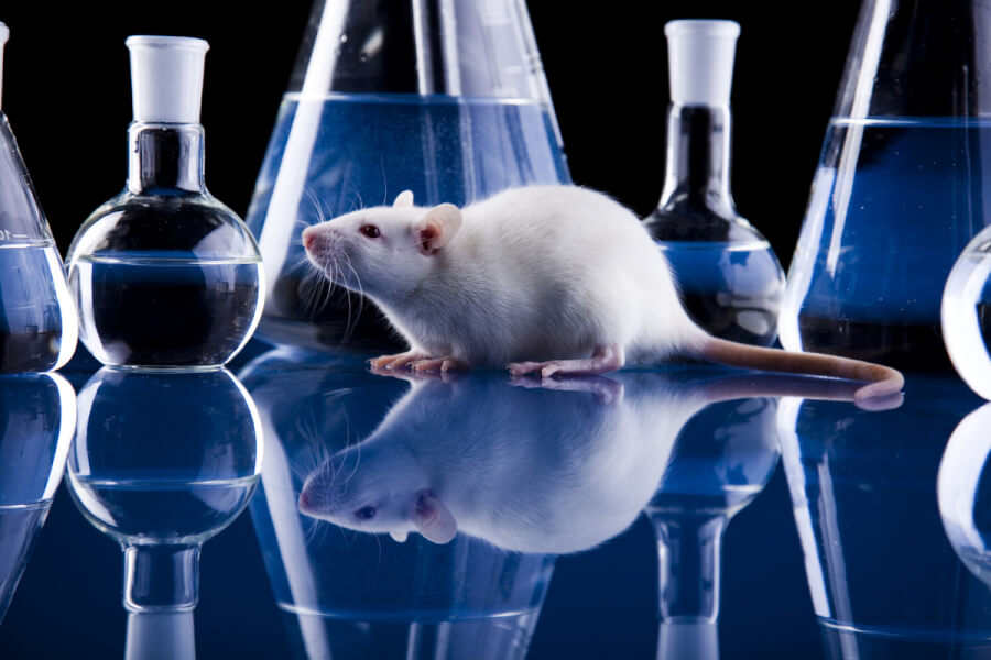 Rat surrounded by glass beakers and containers for testing.