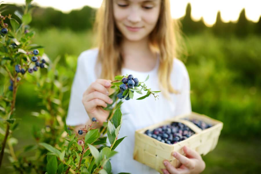 Young teen picking blueberries.