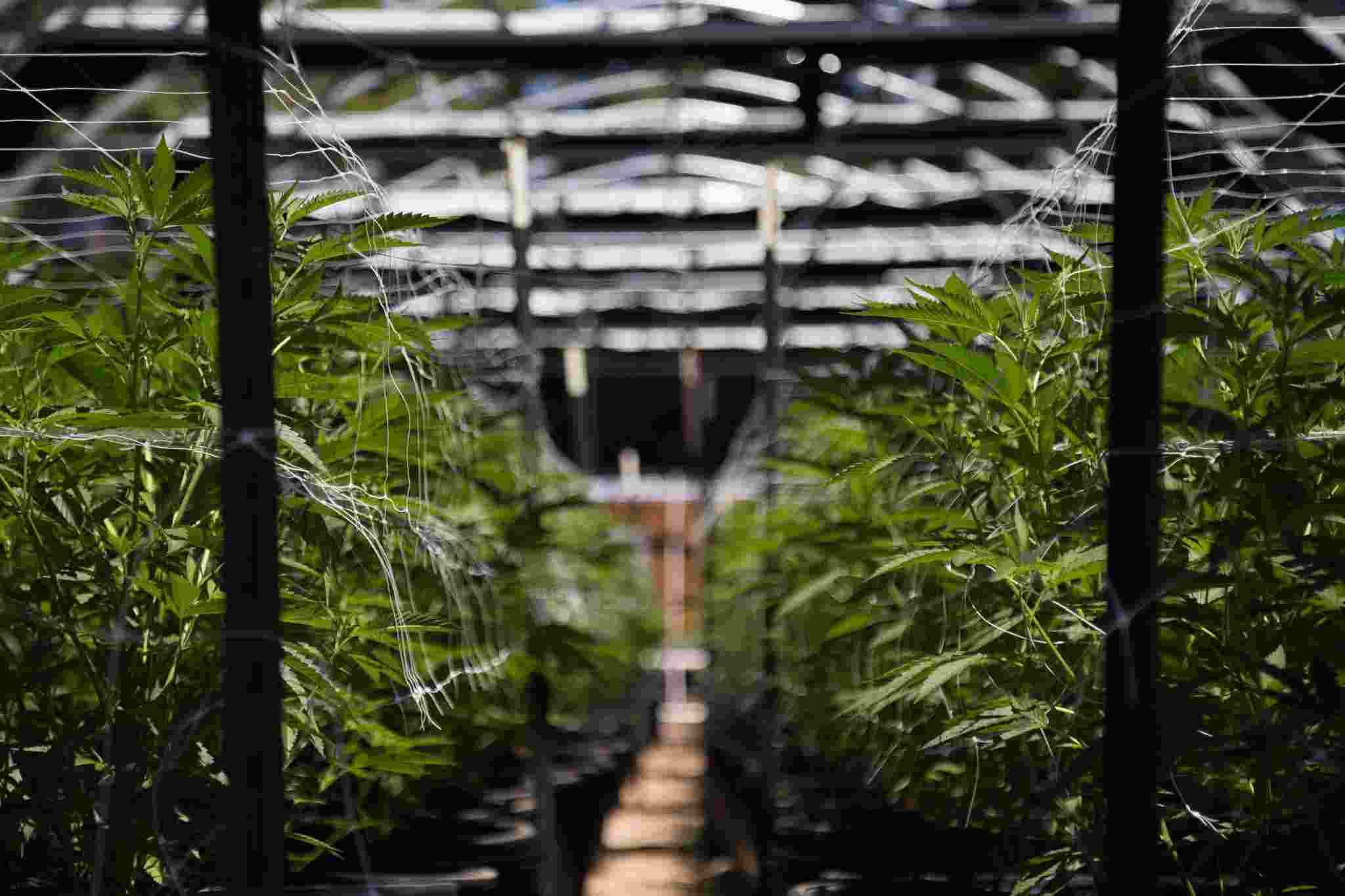 marihuana plants indoors