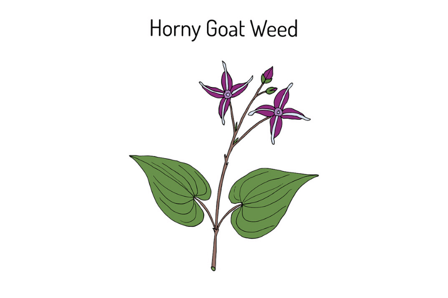 Image of horny goat weed plant.