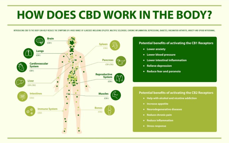 How does CBD work in the body