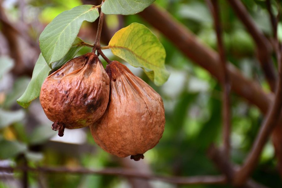 Dried fruit