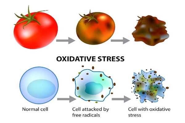 Oxidative stress explained Oxidative stress explained