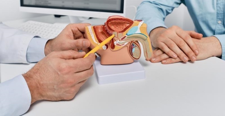 model of male anatomy