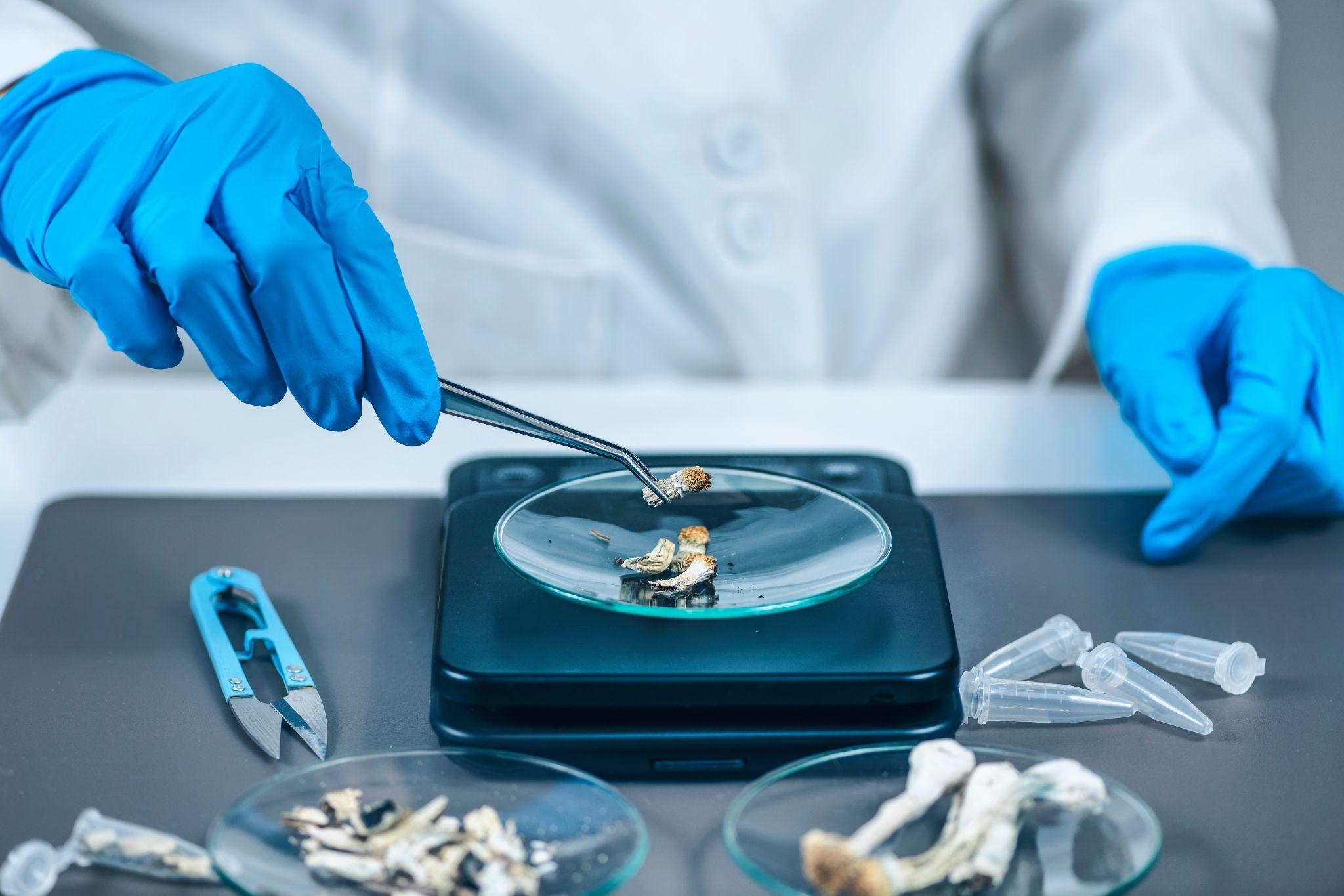 weighing cigarette buds in a lab