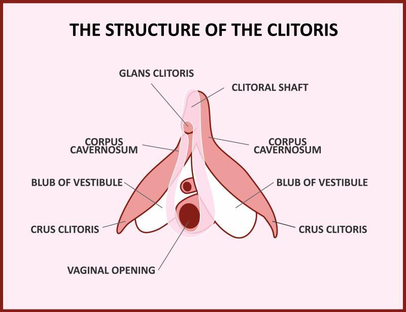 the structure of the clitoris