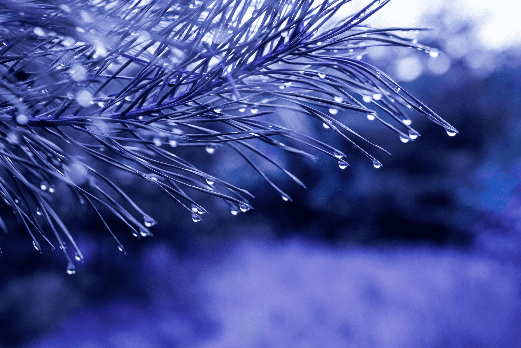 tree branch after rain