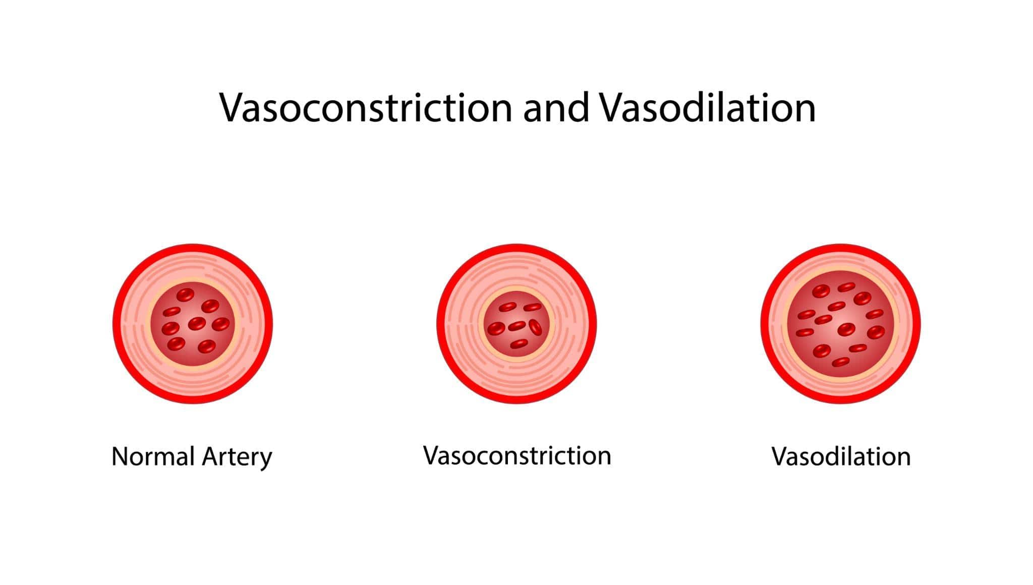 Vasoconstriction and Vasodilation vasoconstriction and vasodilation