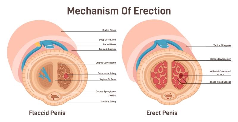 mechanism of erection