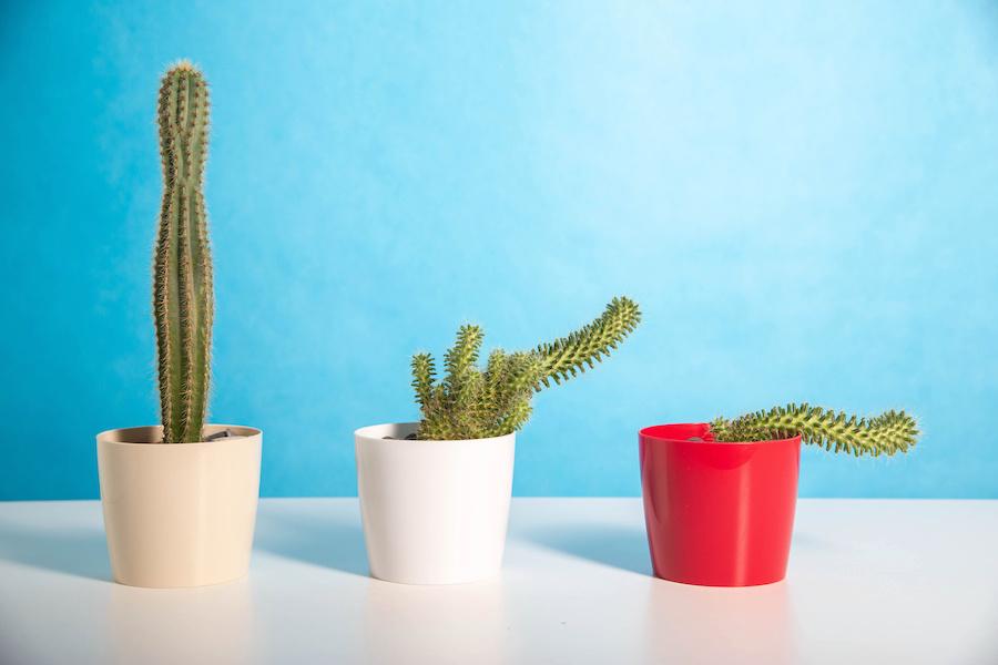Cactus Representing Erection