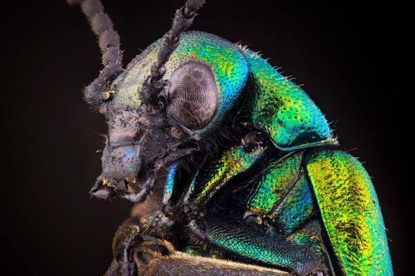 closeup of a spanish fly