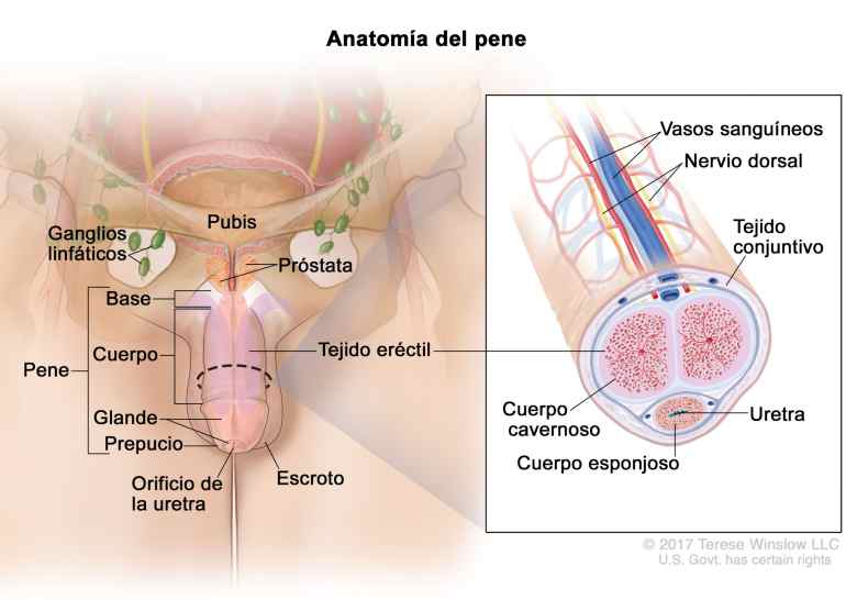 penis anatomy