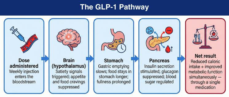 Infographic illustrating the GLP-1 pathway from injection to metabolic function improvement