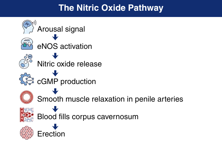Diagram of the nitric oxide pathway from arousal signal to erection